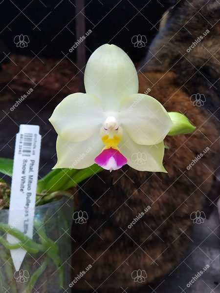 Phalaenopsis Mituo Bulleyes 'Little Snow White'.jpg