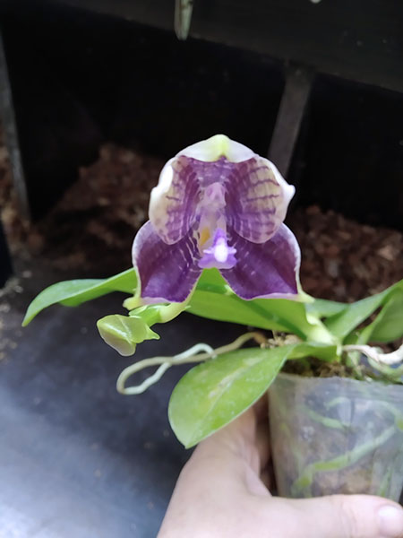 Phalaenopsis Mituo Blue Smurfs 'Blue-S' x Mituo Speciosa 'Blue-Coffe'.jpg