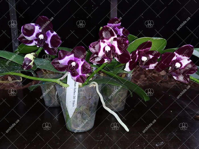Phalaenopsis Mituo Reflex DD 'Black Tiger'.jpg