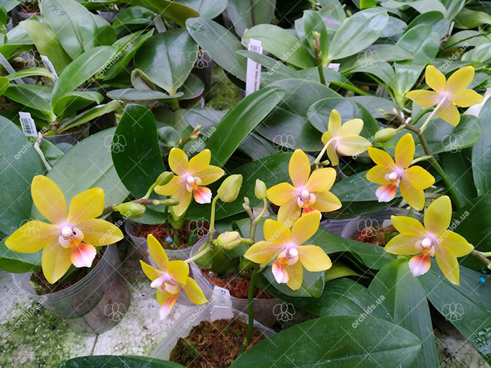 Phalaenopsis Mainshow Golden Crown.jpg