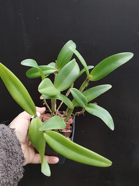 Cattleya intermedia marginata '1330 CG' x marginata '1330 Gomes'.jpg