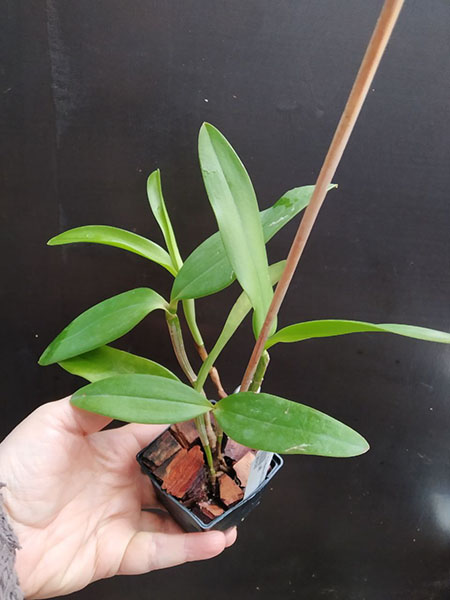 Cattleya intermedia rubra venosa x self.jpg
