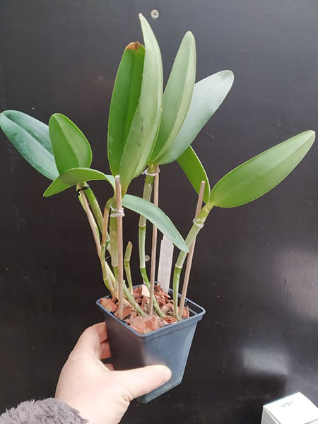 Cattleya intermedia tipo '1756 Ernesto Wahl' x tipo 'Magnifica'.jpg