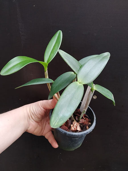 Cattleya intermedia flamea '1818 #1' x flamea '1818 #2'.jpg