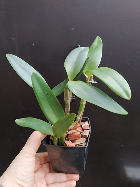 Cattleya intermedia flamea vinicolor 'Gramado' x vinicolor '132'.jpg