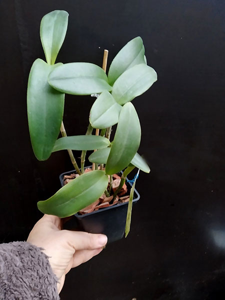 Cattleya intermedia aquini alba 'Neve' x Cattleya intermedia aquini alba 'Sublime'.jpg