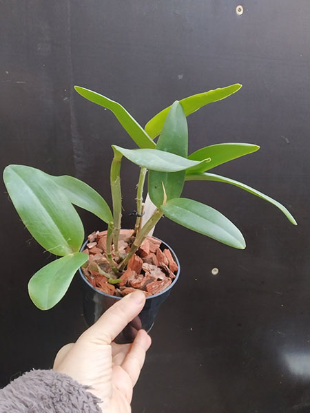 Cattleya intermedia tipo 'Dona Lu' x tipao 'Wagner'.jpg