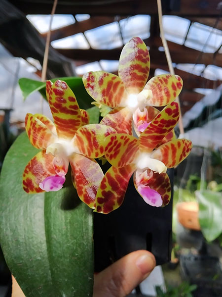 Phalaenopsis Giant Passion x Zheng Min 'Hazel'.jpg