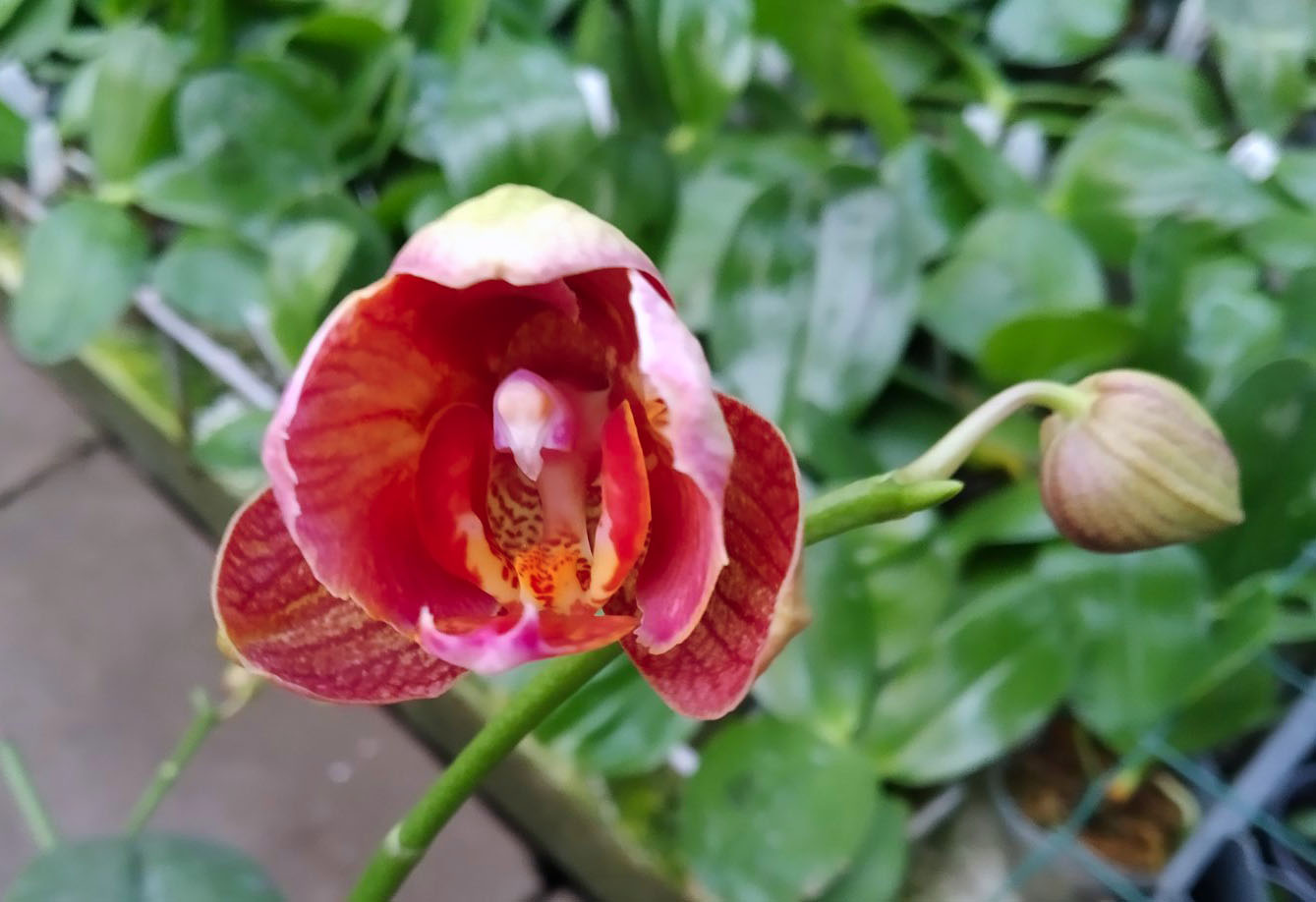 Phalaenopsis I-Hsin Ice Coke 'peloric'.jpg