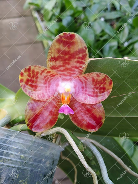 Phalaenopsis Mainshow Tiger (cross plants).jpg