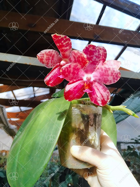 Phalaenopsis Mainshow Tiger (cross plants).jpg