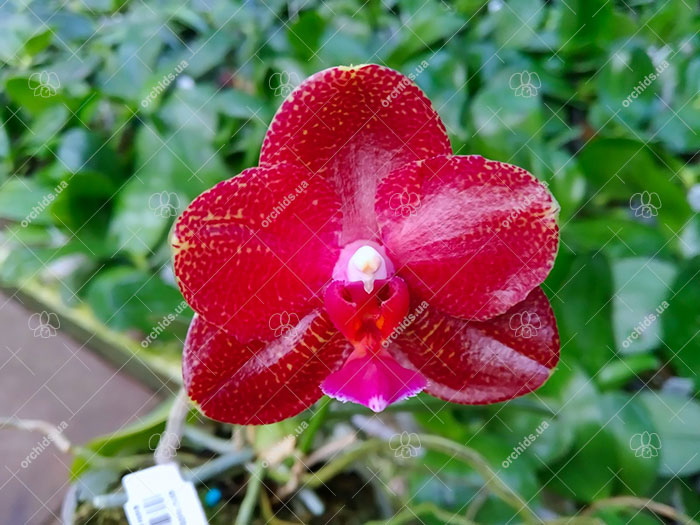 Phalaenopsis Mituo Sun 'Mituo # 1' x (Yungho Princess Gelb x Sogo Kaiulani).jpg