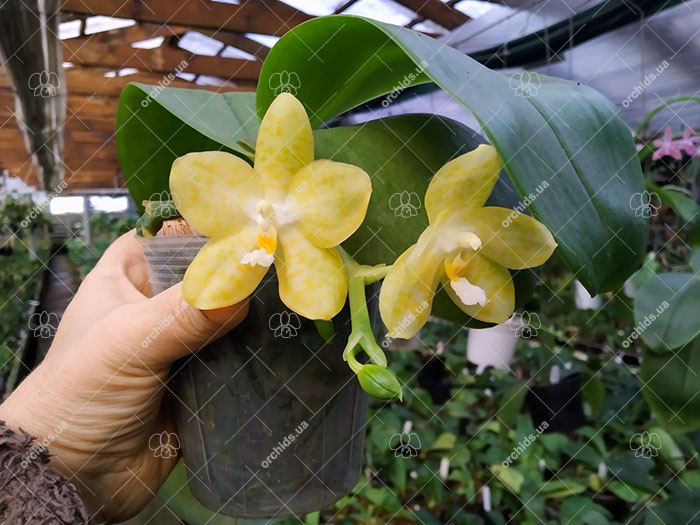 Phalaenopsis Mainshow Sunshine (Lyndon Ever Emerald x gigantea alba).jpg