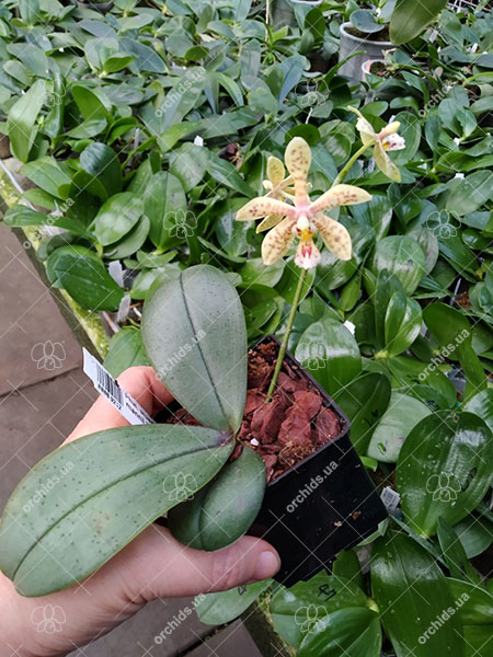 Phalaenopsis stuartiana punctatissima x mannii 'Dark'.jpg