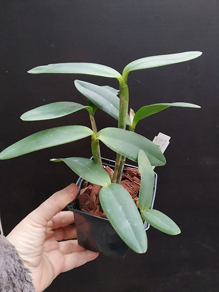 Cattleya intermedia orlata '16#2' x orlata '16#1'.jpg