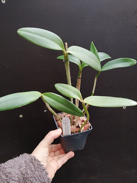 Cattleya intermedia tipo 'Xodozinho' x tipo 'Figueirinha II' (repeticao 742).jpg