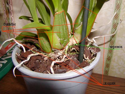 схема свит сугар