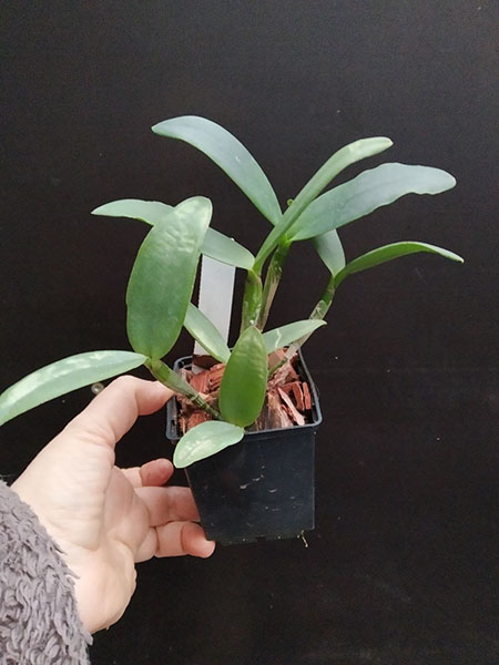 Cattleya intermedia alba.jpg
