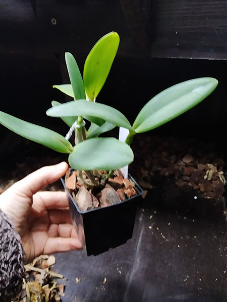 Cattleya intermedia tipo 'Xodozinho' x tipo 'Abusada'.jpg