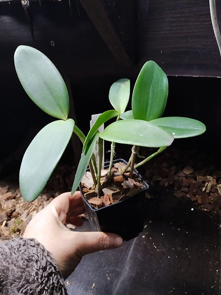 Cattleya intermedia tipo '1756 Ernesto Wahl' x tipo 'Magnifica'.jpg
