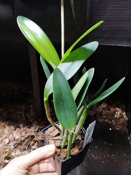 Cattleya intermedia flamea vinicolor 'Gramado' x flamea '941'.jpg