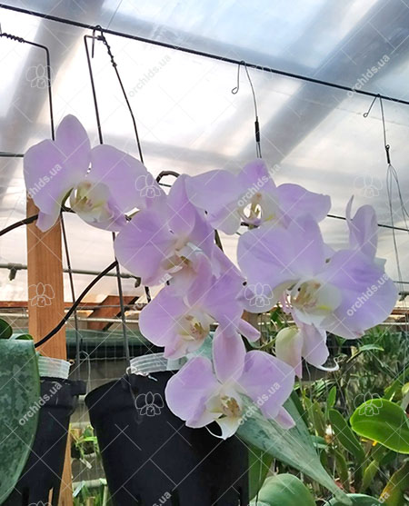 Phalaenopsis sanderiana.jpg