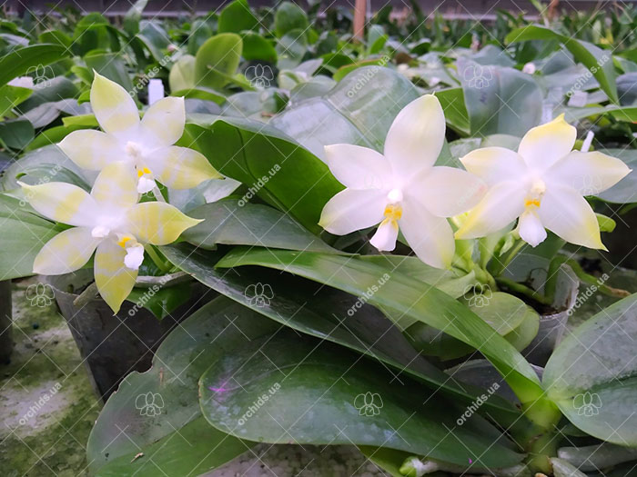 Phalaenopsis Tzu Chiang Tetralitz x Mituo Reflex Dragon.jpg