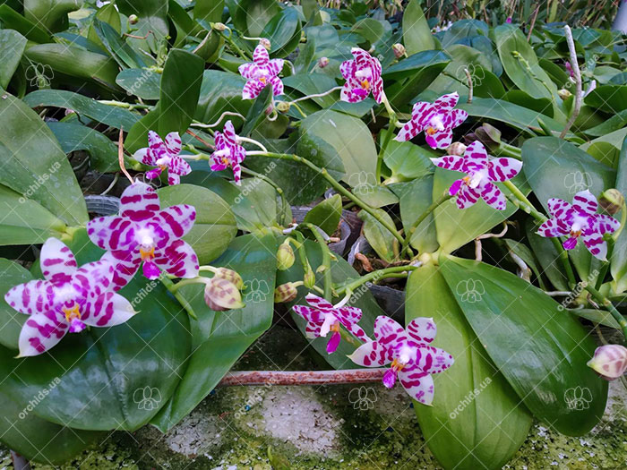Phalaenopsis KS Super Zebra 'Beautiful Spots'.jpg