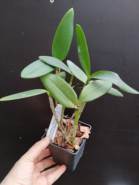 Cattleya intermedia marginata cerulea 'CG' x tipo 'Claudio Deschamps'.jpg