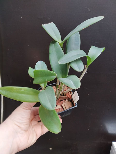 Cattleya intermedia tipo '652' #1 x tipo '652' #2'.jpg