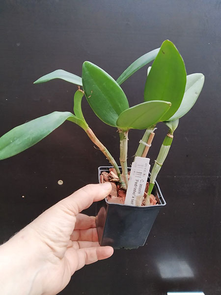 Cattleya intermedia concolor 'Pedrinho' x self.jpg