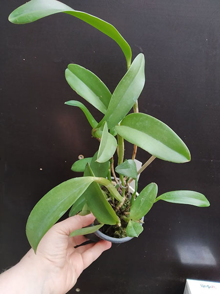 Cattleya forbesii alba.jpg