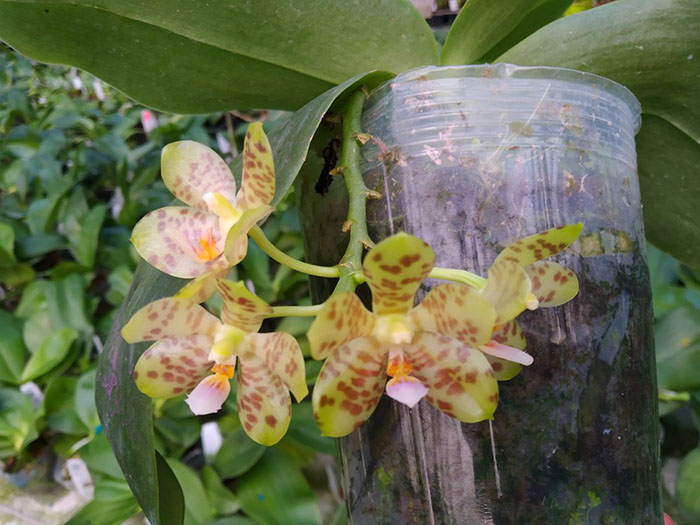 Phalaenopsis Lyndon Waltz x gigantea alba 'Tai Wei'.jpg
