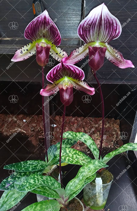 Paphiopedilum Maudiae vinicolor 'In-Charm' x self.jpg