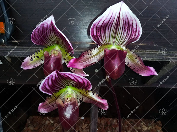 Paphiopedilum Maudiae vinicolor 'In-Charm' x self.jpg