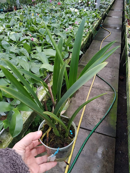 Brassocattleya Jairak Canary x Encyclia randii.jpg