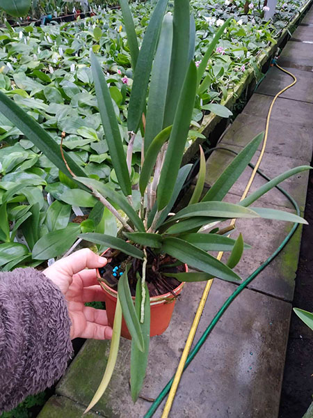 Brassocattleya Jairak Kiku.jpg