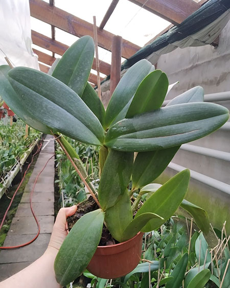 Cattleya gaskelliana coerulea x schilleriana coerulea.jpg