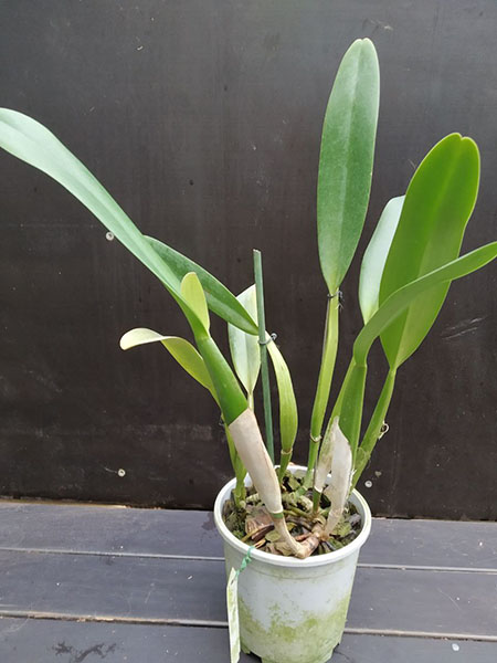 Cattleya Horace 'Maxima'.jpg