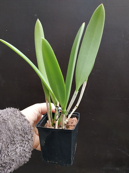 Brassocattleya Tsiku Archangel.jpg