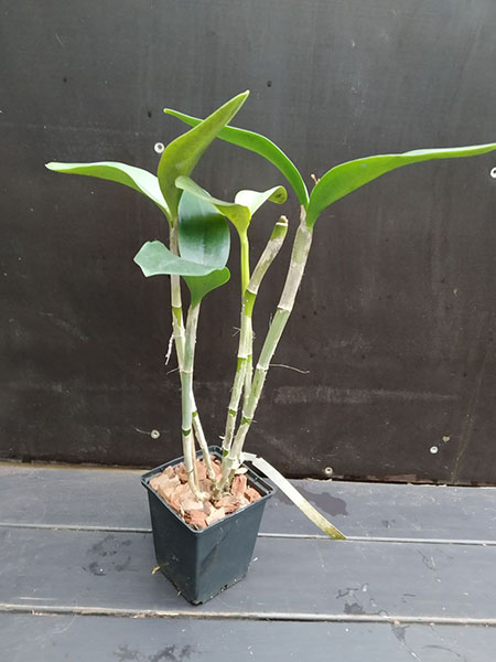 Cattleya guttata amarela sem pintas 'Onca Parda' x SELF.jpg