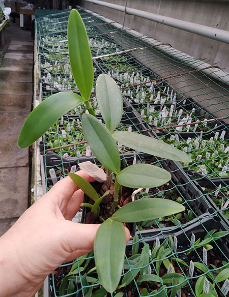Cattleya forbesii tipo x trilabelo.jpg
