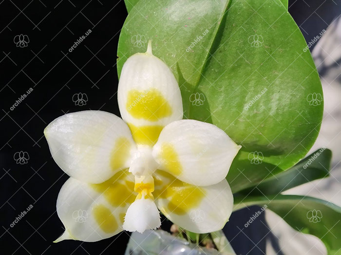 Phalaenopsis Yaphon Gelacea 'Peter 3'.jpg