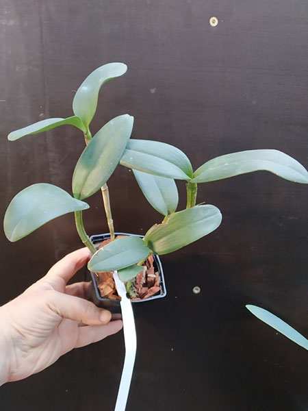 Cattleya leopoldii (albina 'Alegre' x suave 'Z-834').jpg