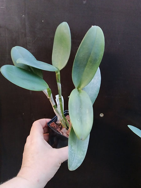 Cattleya leopoldii trilabelo ('Monte Verde' x 'AWZ').jpg