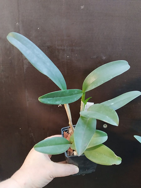 Cattleya leopoldii semi-alba 'Casellato' x multiforme 'Aquarela'.jpg
