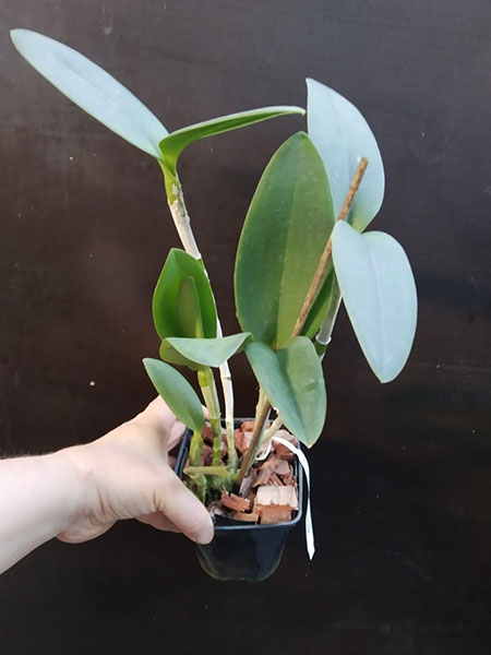 Cattleya leopoldii (lilacinea x 'Cetro Esmeralda').jpg