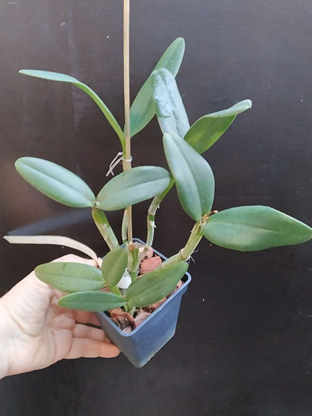 Cattleya loddigesii punctata coerulea SELF.jpg