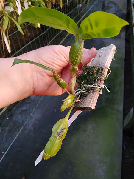 Dendrobium sulcatum.jpg
