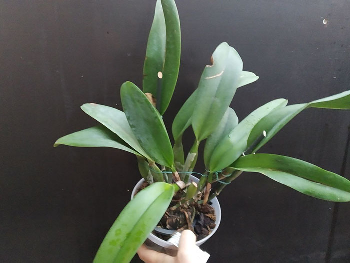 Cattleya Nakornchaisri Red.jpg